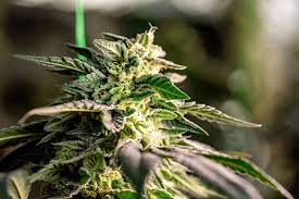 Explore the World of Purple Urkle Seeds